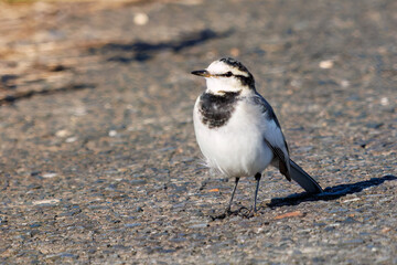 可愛いハクセキレイ（セキレイ科）
英名学名：Pied Wagtail (Motacilla alba, family of wagtails)
栃木県栃木市渡良瀬遊水地-2024
