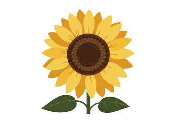 Obraz premium Sunflower Illustration. A bright yellow sunflower with a brown center and green leaves. Vector illustration design.