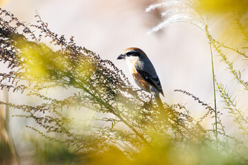 獲物を探す美しいモズ（モズ科）
英名学名：Bull-headed shrike (Lanius bucephalus, family comprising shrike) 
栃木県栃木市渡良瀬遊水地-2024
