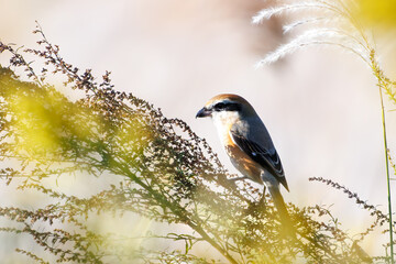 獲物を探す美しいモズ（モズ科）
英名学名：Bull-headed shrike (Lanius bucephalus, family comprising shrike) 
栃木県栃木市渡良瀬遊水地-2024
