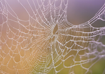 Delicate Dew Kissed Spiderweb in Soft Autumnal Light Nature Macro Photography