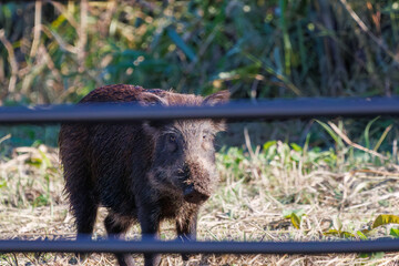 道路沿いにいたちょっと怖い大きなニホンイノシシ（イノシシ科）。
英名学名：Japanese wild boar (Sus scrofa leucomystax) 
栃木県栃木市渡良瀬遊水地-2024
