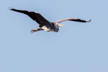 飛翔する美しいアオサギ（サギ科）
英名学名：Grey Heron (Ardea cinerea)
神奈川県清川村早戸川林道2025年
