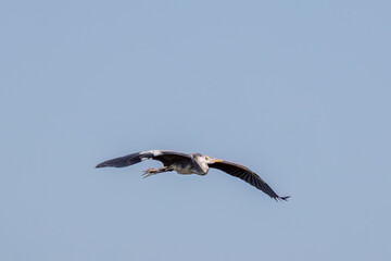 飛翔する美しいアオサギ（サギ科）
英名学名：Grey Heron (Ardea cinerea)
神奈川県清川村早戸川林道2025年
