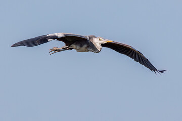 飛翔する美しいアオサギ（サギ科）
英名学名：Grey Heron (Ardea cinerea)
神奈川県清川村早戸川林道2025年
