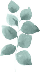 Watercolor hand painted eucalyptus greenery leaf illustration