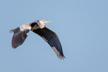 飛翔する美しいアオサギ（サギ科）
英名学名：Grey Heron (Ardea cinerea)
神奈川県清川村早戸川林道2025年
