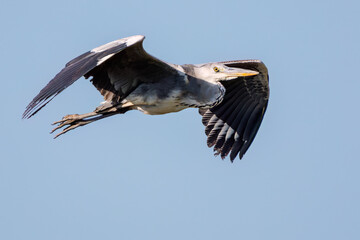 飛翔する美しいアオサギ（サギ科）
英名学名：Grey Heron (Ardea cinerea)
神奈川県清川村早戸川林道2025年
