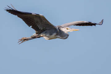 飛翔する美しいアオサギ（サギ科）
英名学名：Grey Heron (Ardea cinerea)
神奈川県清川村早戸川林道2025年
