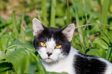 散歩する野良猫
栃木県栃木市渡良瀬遊水地-2024

