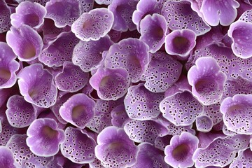 Purple Flowers: Nature's Beauty