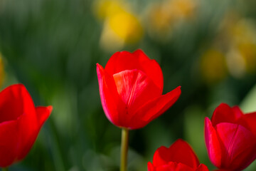 Red Tulip flower in tulip field at spring day. Colorful vivid pink tulips in the park. Spring landscape. Red tulip garden in spring. The Tulip. Beautiful bouquet of tulips in spring nature. Close up
