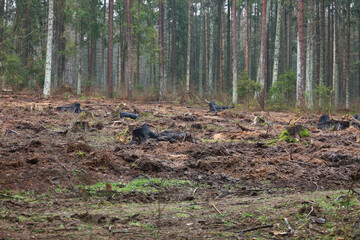 cleaning the forest after a fire.Fire in the forest