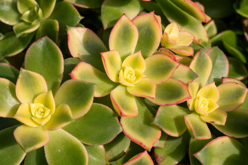 Aeonium haworthii, Haworth's aeonium or pinwheel succulent plant red-edged green leaves rosette.