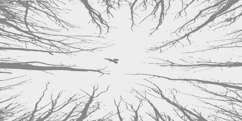 Tree without leaves On a white background