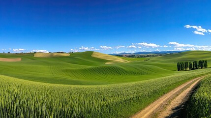 Obraz premium Expansive view of a wide open field with green wheat and grass, dirt road, and an isolated tree under the blue sky, capturing tranquility and harmony.