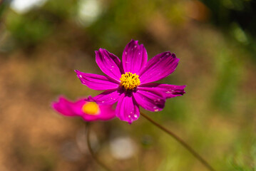 Fototapeta premium Amazing and beautiful of cosmos flower field landscape.background