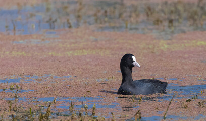 Eurasian coot (Fulica atra) duck floating in river at forest.