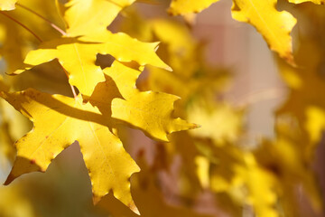 yellow maple leaves