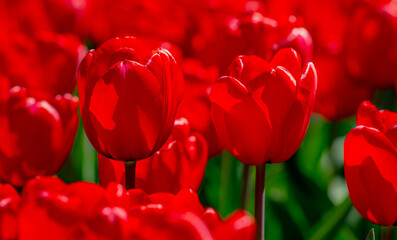 Fototapeta premium Red Tulips. Amazing bright Crimson Scarlet tulip flowers blooming in the garden at sunny spring day. Red Maroon, Ruby tulips in the park. Spring landscape. Field of tulips. Spring flowers.