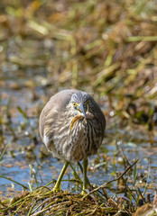 Pond Heron (Ardeola) bird fishing near water body at forest.