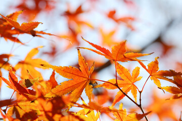 autumn maple red leaves