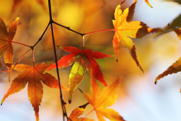 autumn leaves on the tree