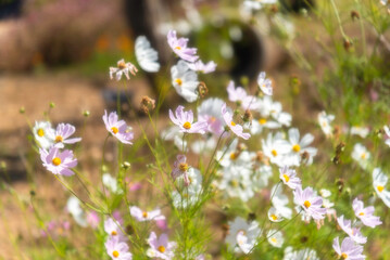 Amazing and beautiful of cosmos flower field landscape.background