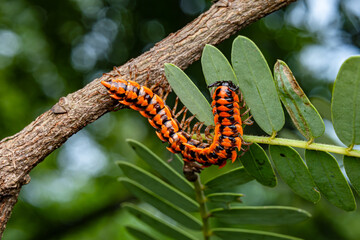 Southeast Asian millipede. Red black Insect. Selective Focus