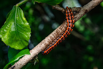 Southeast Asian millipede. Red black Insect. Selective Focus