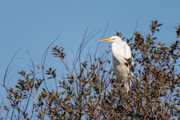美しいダイサギ（サギ科）
英名学名：Great Egret (Ardea...