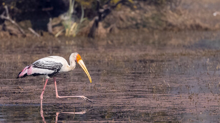 Painted Stork (Mycteria leucocephala) in the forest.