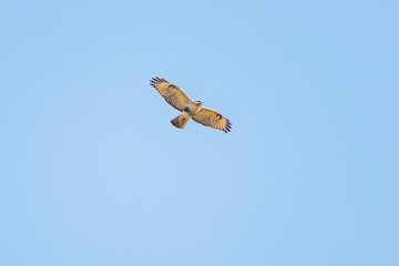 狩りのために葦原を飛翔する美しいノスリ（タカ科）
英名学名：Eastern Buzzard (Buteo japonicus, family comprising hawks)
栃木県栃木市渡良瀬遊水地-2024
