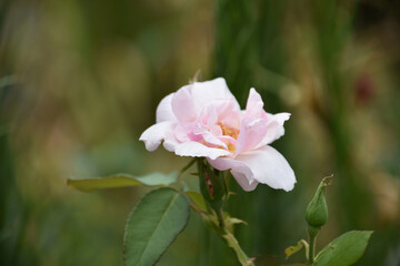 Budding and Flowering Light Pink Rose Bush