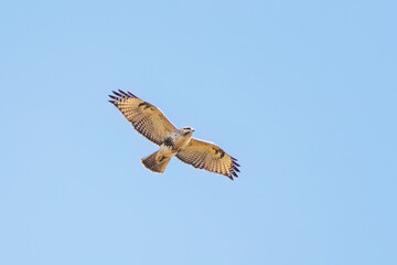 狩りのために葦原を飛翔する美しいノスリ（タカ科）
英名学名：Eastern Buzzard (Buteo japonicus, family comprising hawks)
栃木県栃木市渡良瀬遊水地-2024
