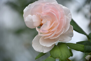 Pale Pink Rose Blossom Opening in the Summer