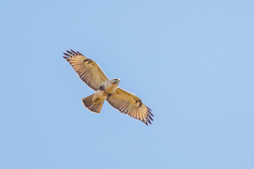 狩りのために葦原を飛翔する美しいノスリ（タカ科）
英名学名：Eastern Buzzard (Buteo japonicus, family comprising hawks)
栃木県栃木市渡良瀬遊水地-2024

