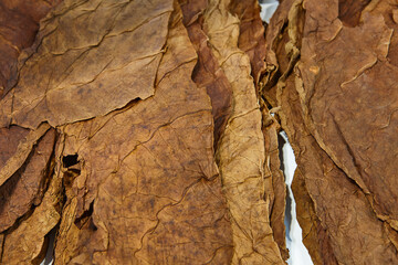 Fototapeta premium Tobacco leaves detail. Organic agriculture industry. Natural product. Manufacture
