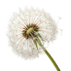 Dandelion isolated on transparent background