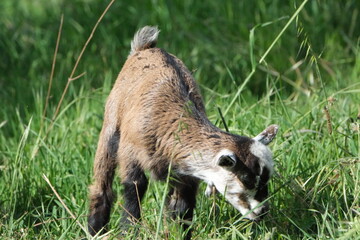 Une chèvre qui broute dans une prairie