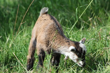Une chèvre qui broute dans une prairie