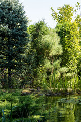 Evergreens grow on shore of a magical garden pond. Spruces, thujas and other evergreens on shore are reflected in water surface of pond. Atmosphere of relaxation, calm and happiness