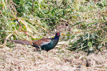 雄の
構造色が美しいニホンキジ（キジ科）
英名学名：Japanese Pheasant (Phasianus versicolor, family comprising Phasianus pheasant)
栃木県栃木市渡良瀬遊水地-2024
