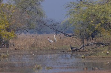 Sarus Crane (Grus antigone) bird pair in the forest.
