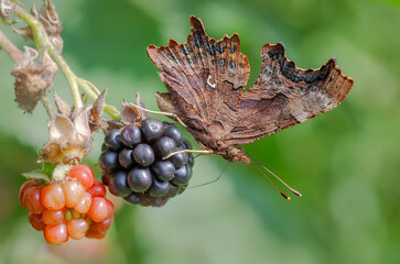 A comma butterfly, Polygonia c-album, underside, feeding on a ripe blackberry fruit, the comma's wings mimicking a fallen leaf, Germany