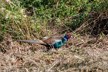 雄の
構造色が美しいニホンキジ（キジ科）
英名学名：Japanese Pheasant (Phasianus versicolor, family comprising Phasianus pheasant)
栃木県栃木市渡良瀬遊水地-2024
