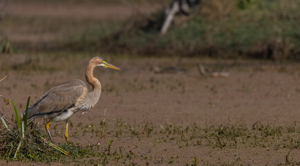 Purple heron (Ardea purpurea) in wetland for fishing.