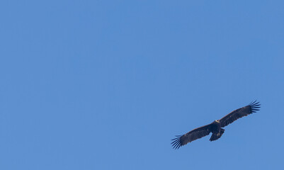 Steppe Eagle (Aquila nipalensis) in flight.