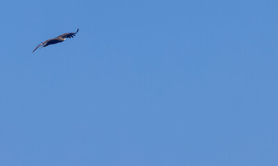 Steppe Eagle (Aquila nipalensis) in flight.