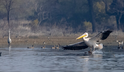 Great white pelican (Pelecanus onocrotalus) or rosy pelican bird flying in sky. Pelican migration...
